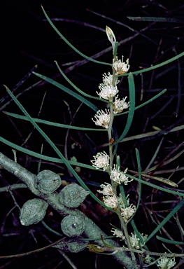 APII jpeg image of Hakea carinata  © contact APII