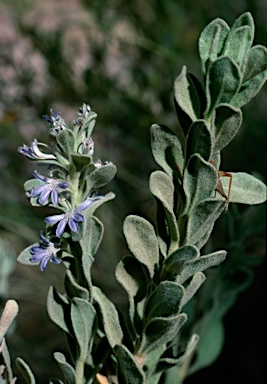 APII jpeg image of Scaevola ovalifolia  © contact APII