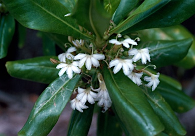 APII jpeg image of Scaevola taccada  © contact APII