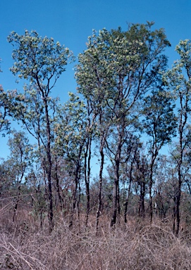 APII jpeg image of Melaleuca nervosa  © contact APII