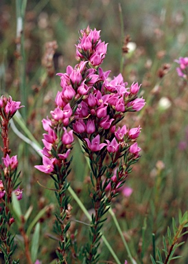 APII jpeg image of Boronia falcifolia  © contact APII