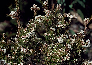 APII jpeg image of Leucopogon melaleucoides  © contact APII