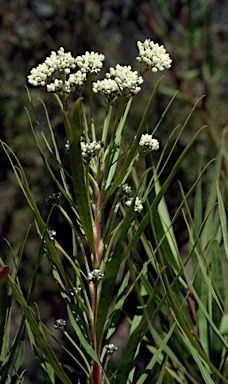 APII jpeg image of Conospermum burgessiorum  © contact APII