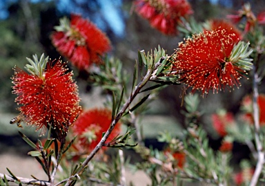 APII jpeg image of Callistemon pearsonii  © contact APII