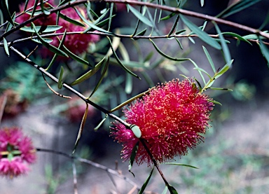 APII jpeg image of Melaleuca fulgens subsp. steedmanii  © contact APII