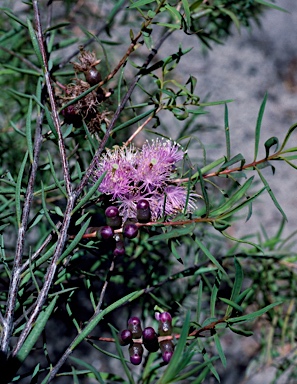 APII jpeg image of Melaleuca radula  © contact APII