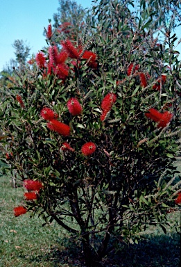 APII jpeg image of Callistemon citrinus 'Splendens'  © contact APII