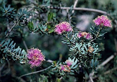 APII jpeg image of Melaleuca leptospermoides  © contact APII