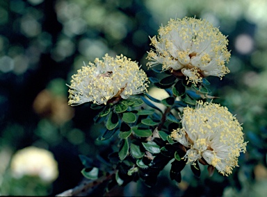 APII jpeg image of Melaleuca megacephala  © contact APII