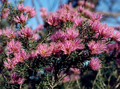 APII jpeg image of Melaleuca seriata  © contact APII