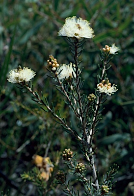 APII jpeg image of Melaleuca leiopyxis  © contact APII