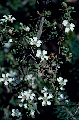 APII jpeg image of Leptospermum  © contact APII