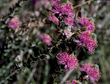 APII jpeg image of Melaleuca ryeae  © contact APII