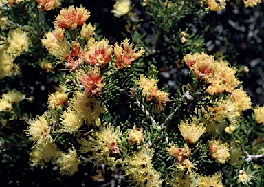 APII jpeg image of Melaleuca laetifica  © contact APII