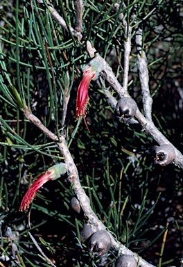 APII jpeg image of Calothamnus chrysanthereus  © contact APII