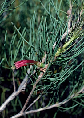 APII jpeg image of Calothamnus sanguineus ?  © contact APII