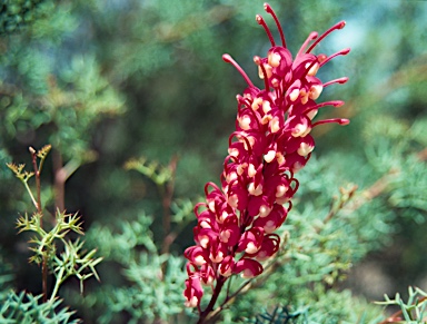 APII jpeg image of Grevillea georgeana  © contact APII