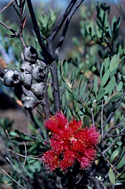 APII jpeg image of Melaleuca fulgens subsp. steedmanii  © contact APII