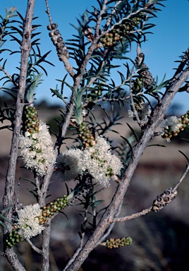 APII jpeg image of Melaleuca adnata  © contact APII