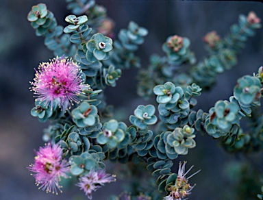 APII jpeg image of Melaleuca orbicularis  © contact APII