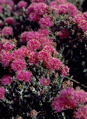 APII jpeg image of Melaleuca subtrigona  © contact APII