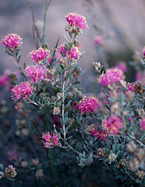 APII jpeg image of Melaleuca leptospermoides  © contact APII