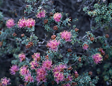 APII jpeg image of Melaleuca tuberculata var. arenaria  © contact APII