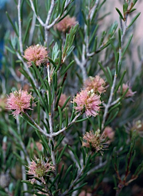 APII jpeg image of Melaleuca condylosa  © contact APII