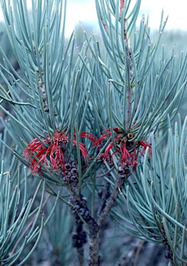 APII jpeg image of Calothamnus tuberosus  © contact APII