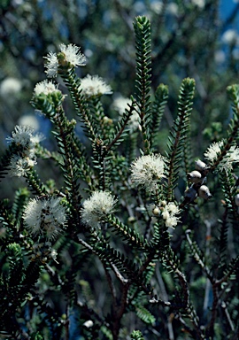 APII jpeg image of Melaleuca linguiformis  © contact APII