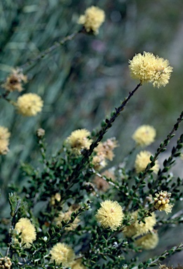 APII jpeg image of Melaleuca thymoides  © contact APII