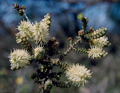 APII jpeg image of Melaleuca densa  © contact APII