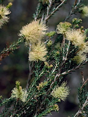 APII jpeg image of Melaleuca microphylla  © contact APII