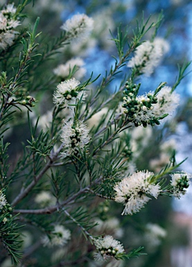 APII jpeg image of Melaleuca rhaphiophylla  © contact APII