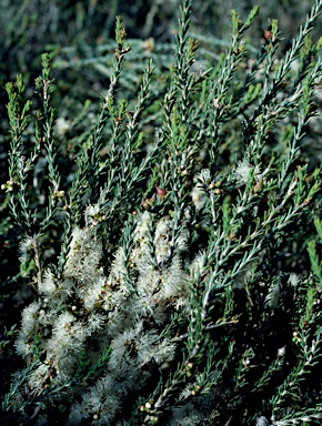 APII jpeg image of Melaleuca brevifolia  © contact APII