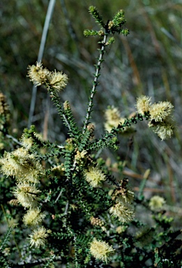 APII jpeg image of Melaleuca densa  © contact APII