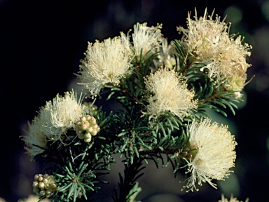 APII jpeg image of Melaleuca systena  © contact APII