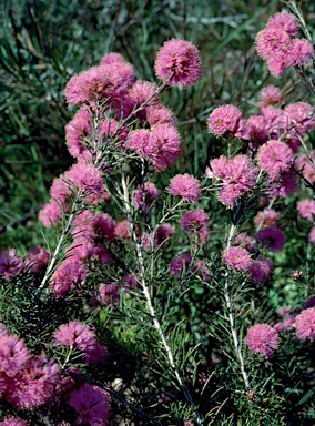 APII jpeg image of Melaleuca parviceps  © contact APII