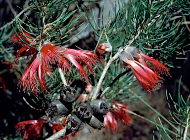 APII jpeg image of Calothamnus rupestris  © contact APII