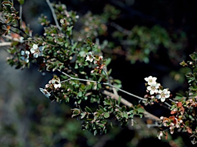 APII jpeg image of Leptospermum blakelyi  © contact APII