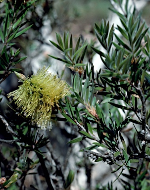 APII jpeg image of Callistemon viridiflorus  © contact APII