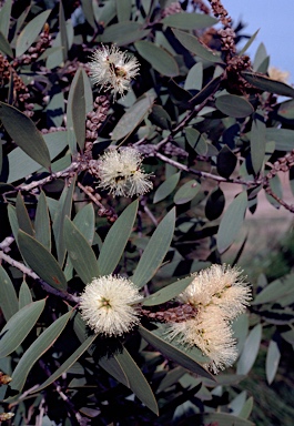 APII jpeg image of Melaleuca quinquenervia  © contact APII