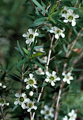 APII jpeg image of Leptospermum polygalifolium subsp. transmontanum  © contact APII