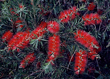 APII jpeg image of Callistemon viminalis  © contact APII