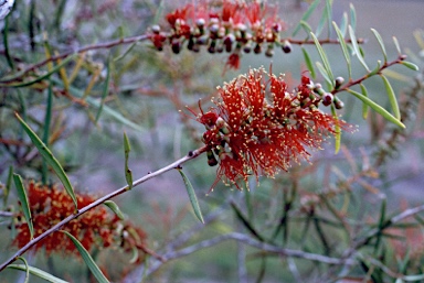 APII jpeg image of Callistemon chisholmii  © contact APII