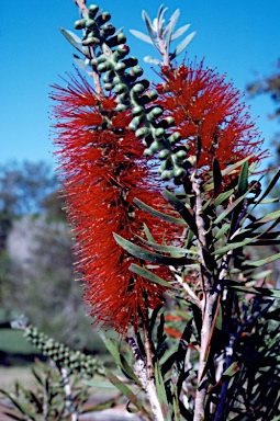 APII jpeg image of Callistemon 'Booti Booti Queen'  © contact APII