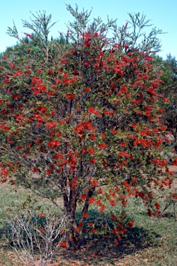 APII jpeg image of Callistemon 'Bonanza'  © contact APII