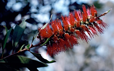 APII jpeg image of Callistemon acuminatus 'Nabiac Red'  © contact APII