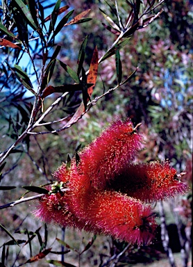 APII jpeg image of Callistemon salignus 'Rose Pink'  © contact APII