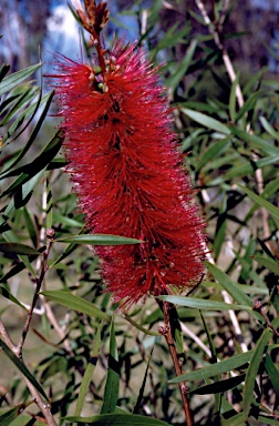 APII jpeg image of Callistemon salignus 'Red Splendour'  © contact APII